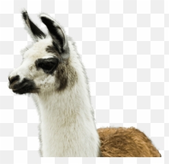 Winamp - Lamau0027s Ass Whipper Academy Lama Transparent Png,Llama Png