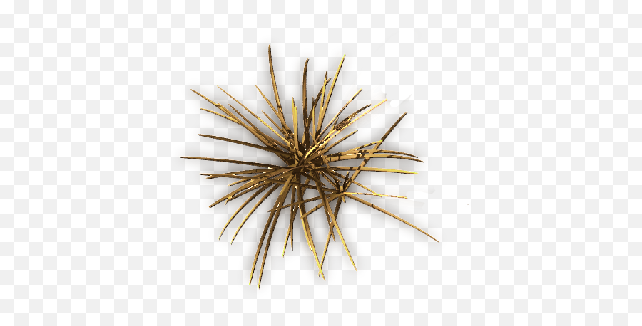 Index Of - Pond Pine Png,Dry Grass Png