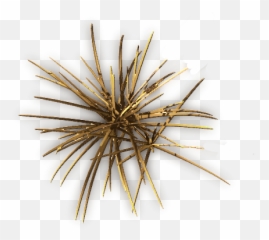 Index Of - Pond Pine Png,Dry Grass Png