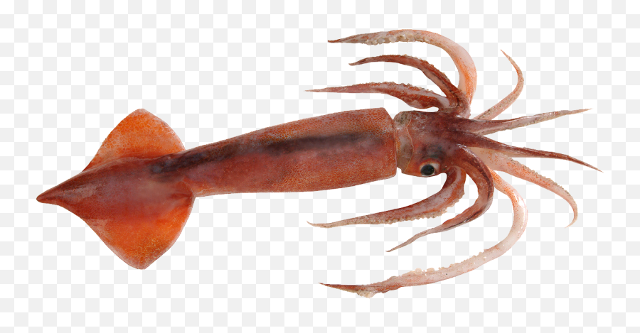 Octopus Png Clipart - Body Covering Of Squid,Octopus Png