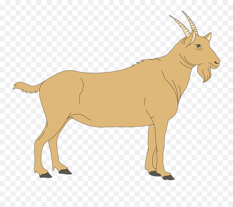 Male Clipart Goat - Digestive System Of A Goat Png,Goat Png