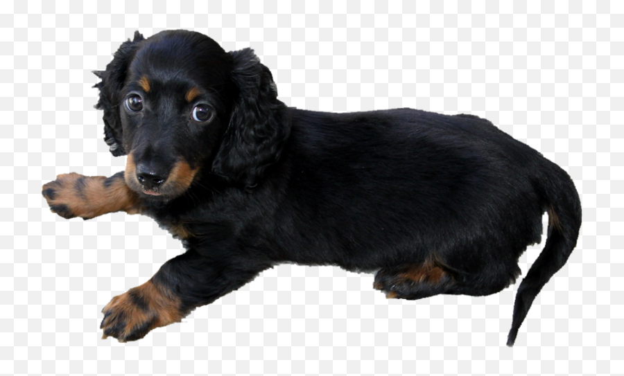 Long Haired Dachshund Puppy P - Long Haired Weiner Dog Png,Dachshund Png