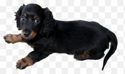 Long Haired Dachshund Puppy P - Long Haired Weiner Dog Png,Dachshund Png
