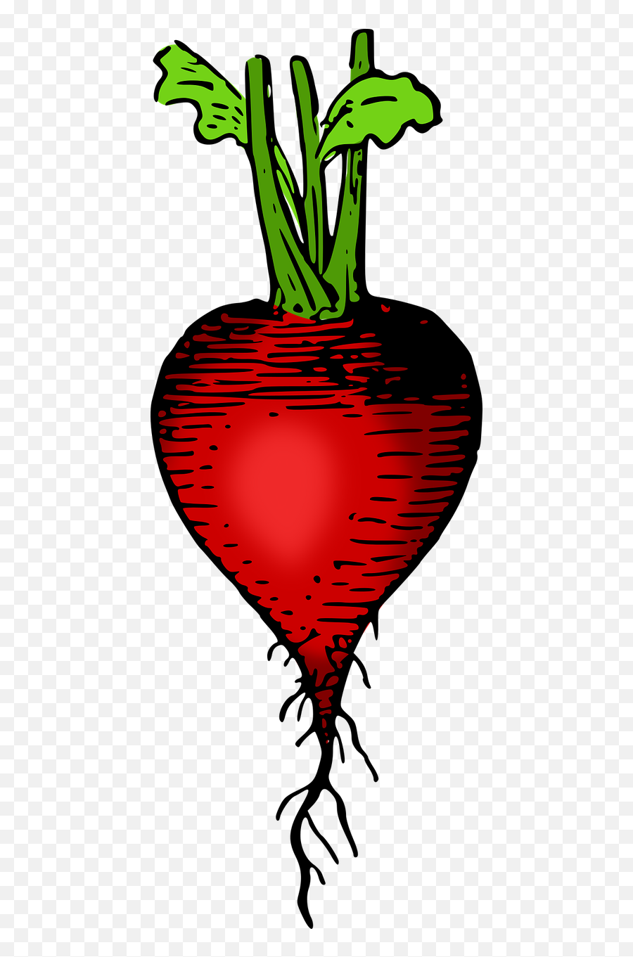 Lutz Plant Radish - Vegetable Outline Png,Radish Png