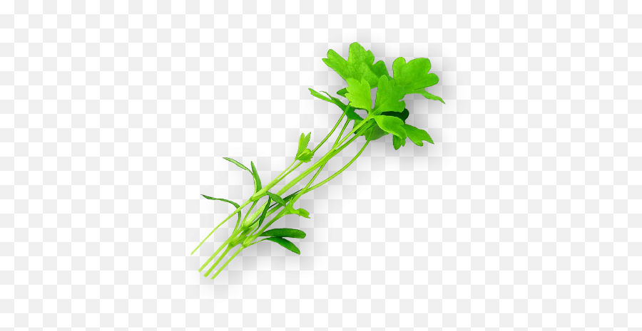 Micro Celery - Grass Png,Celery Png