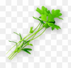 Micro Celery - Grass Png,Celery Png