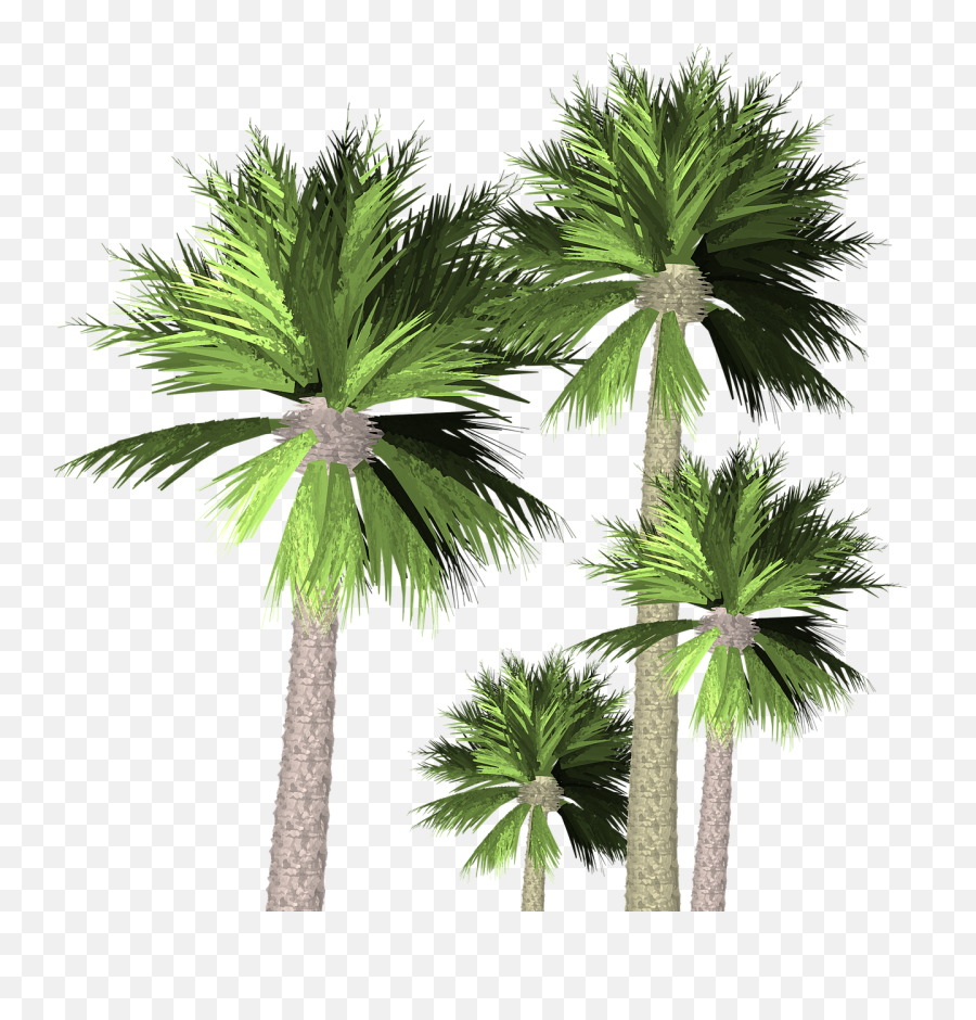 Palm Trees Transparent Nature - Transparent Palm Trees Png,Palm Trees Transparent