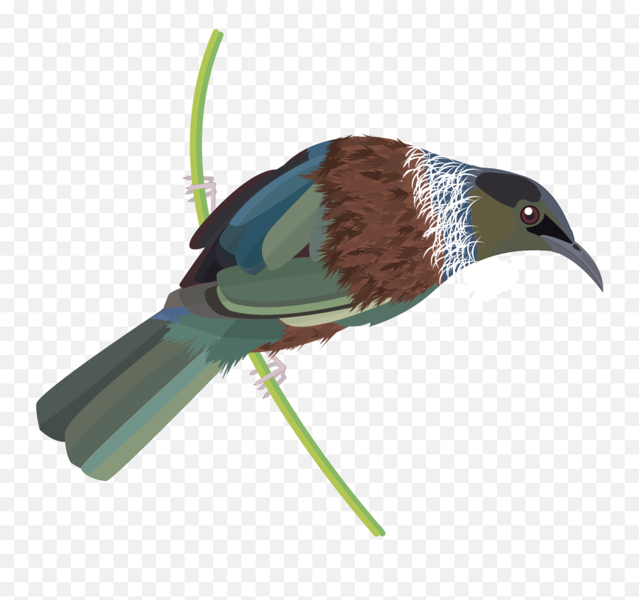 Graphics Bird Icons Colour Set 2 - Datasets Datagovt Tui Png,Bird Png