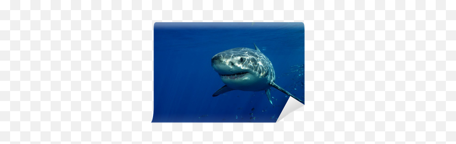 Great White Shark Wall Mural U2022 Pixers - We Live To Change Tiger Shark Png,Great White Shark Png