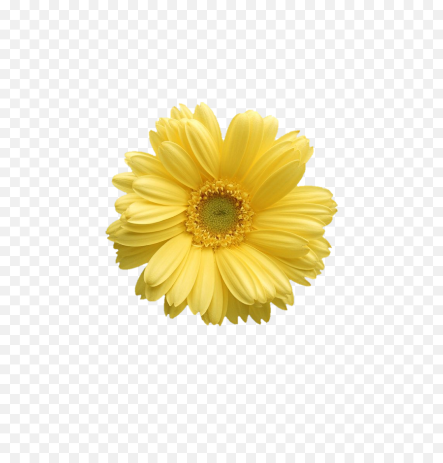 Free Daisy Public Domain Flower Images - Yellow Daisy Flower Png,Spring Flowers Png