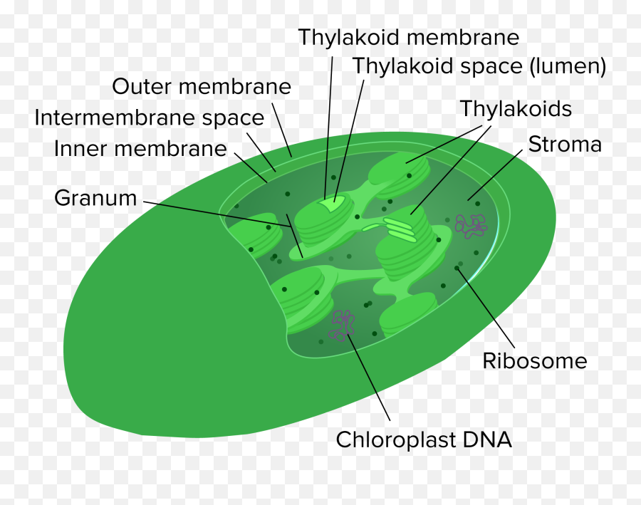 Mitochondria And Chloroplasts - Chloroplast And Mitochondria Png,Mitochondria Png