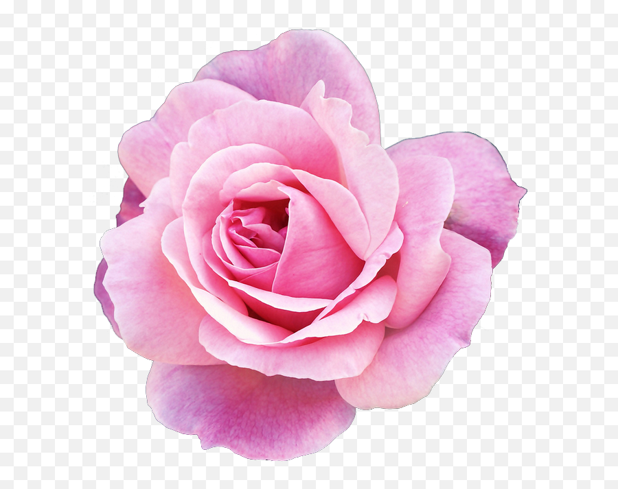 28 Purple Rose Clipart Vine Free Clip Art Stock - Pink Flowers Png,Rose Vine Png