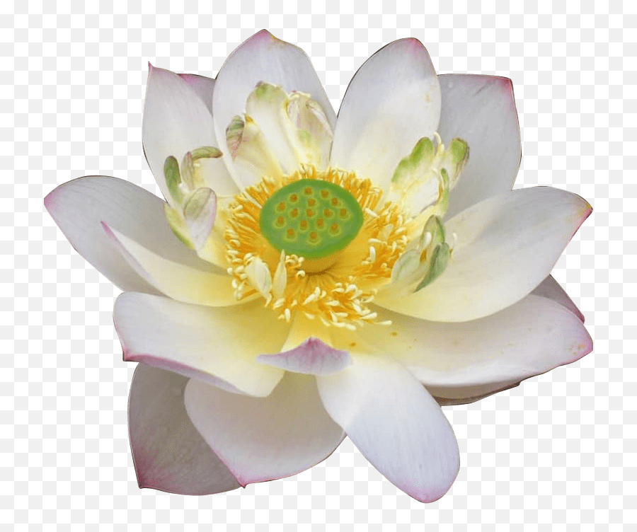 Home - Sacred Lotus Png,Water Lily Png