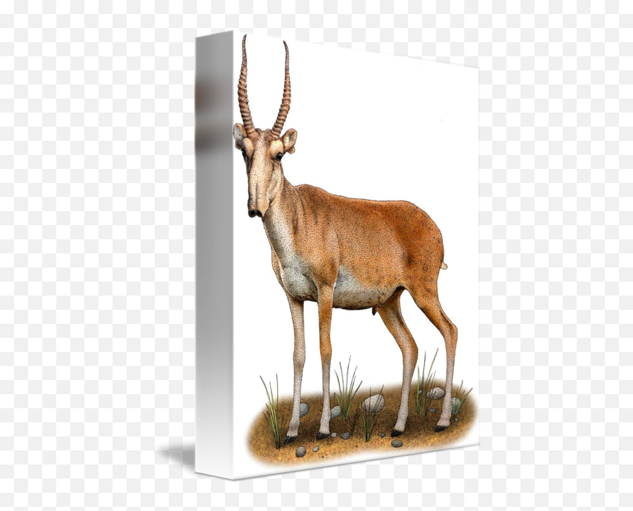 Saiga Antelope By Roger Hall - Saiga Antelope Illustration Png,Antelope Png