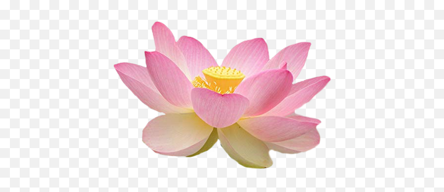 Lotus Lotusflower Flower Sticker By Maria Cristina - Pink Flower Png Side,Lotus Flower Transparent