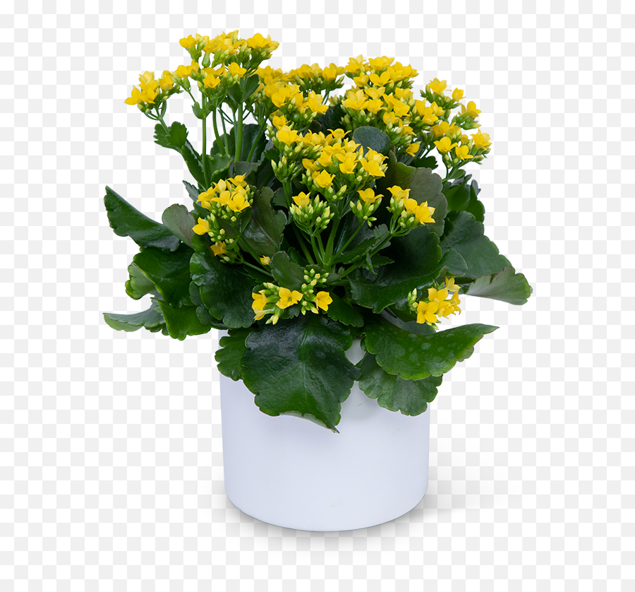 Yellow Kalanchoe Plant Lilybee Flowers Png Green And Flower Logo