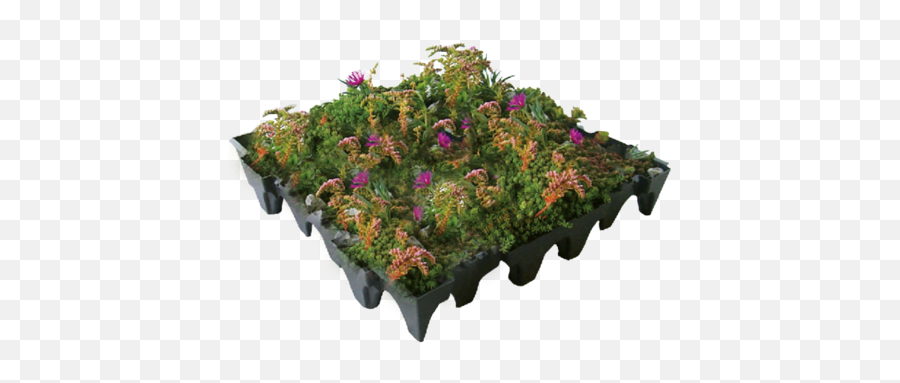 Sedum U0026 Wildflower Green Or Living Roof System From Ans Global - Sedum And Wildflower Roof Png,Wildflowers Png