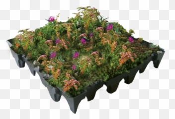 Sedum U0026 Wildflower Green Or Living Roof System From Ans Global - Sedum And Wildflower Roof Png,Wildflowers Png