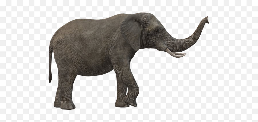 Elephant Icon - Big Png,Elephant Icon