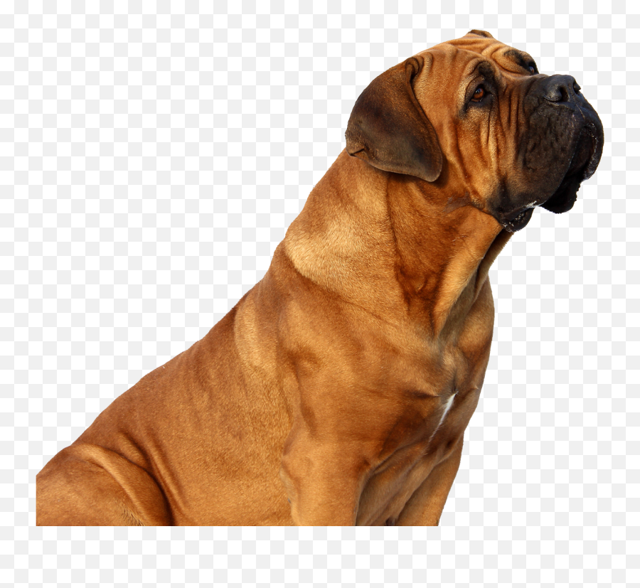 Dog Looking Png Image - Pngpix Png Boerboel,Dogs Png