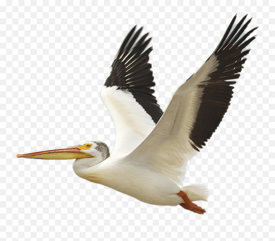 Flying White Pelican Transparent Png - Flying White Birds Png,Pelicans Logo Png