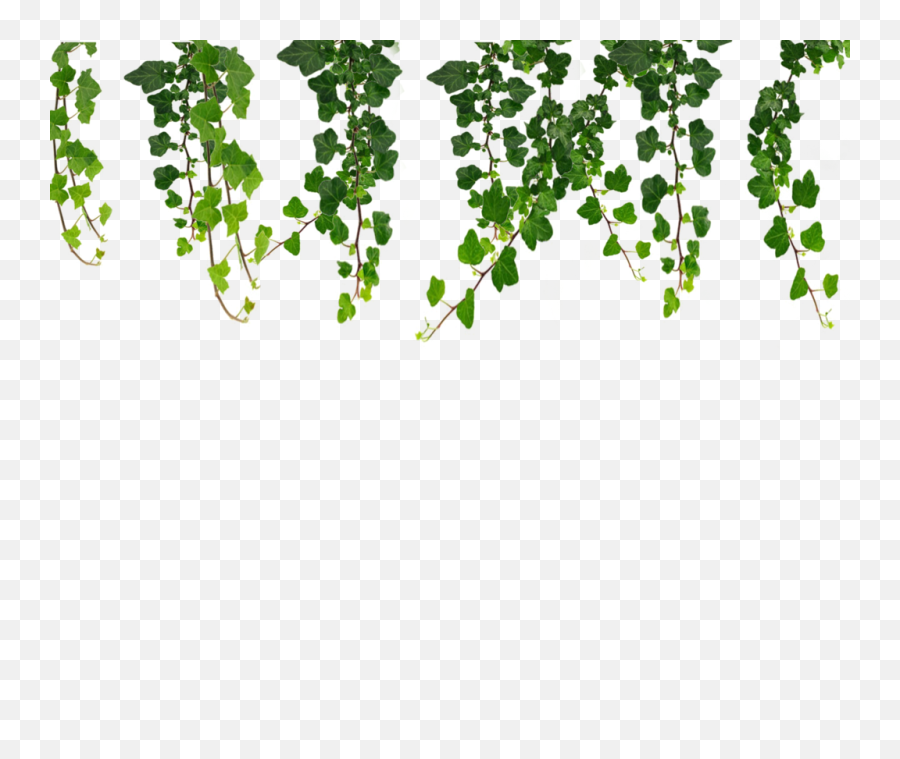 Ivy Png Images - Free Png Library Vines Png,Ivy Png