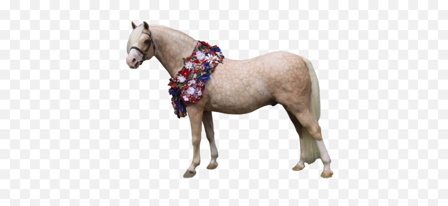 Clanfair Signature Lomlomaoeaoeod - Bridlewood Welsh Shetland Pony Png,Pony Png