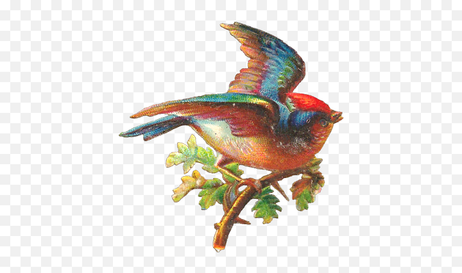 Hummingbird Clipart Beautiful Bird - Pretty Bird Png Vintage Bird Png,Humming Bird Png