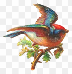 Hummingbird Clipart Beautiful Bird - Pretty Bird Png Vintage Bird Png,Humming Bird Png