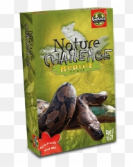 Nature Challenge - Reptiles Boa Constrictor Png,Reptiles Png