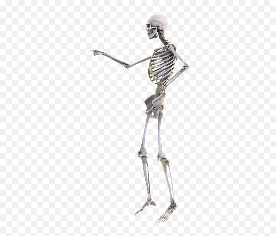 Skeleton Bones Man - Free Image On Pixabay Skeleton Png,Bone Png