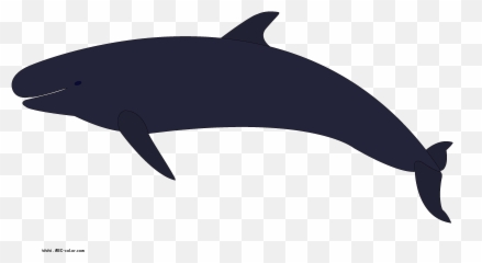 Orca Clipart 5 Fans - Wikiclipart Killer Whale Png,Orca Png
