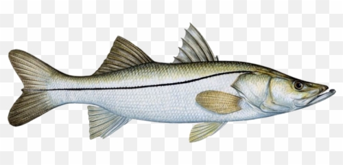 Inshore Slam Kayak Fishing U2014 - Common Snook Fish Png,Bass Fish Png