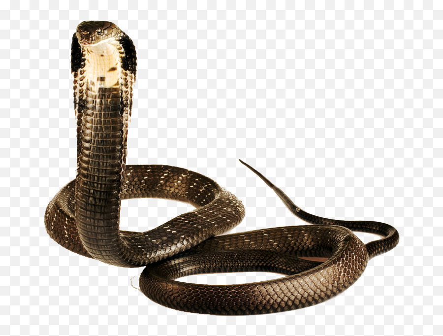 Cobra Png - Cobra Snake,King Cobra Png