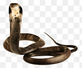 Cobra Png - Snake
