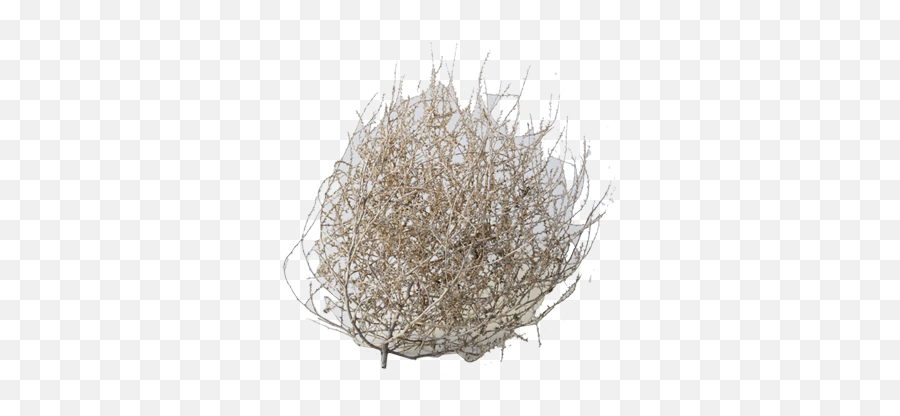 Dried Tumbleweed Small - Dried Tumbleweed Png,Tumbleweed Png