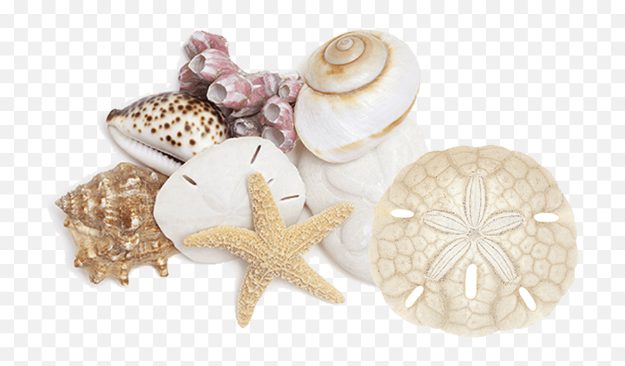 Sand Dollar - Shell Png,Sand Dollar Png