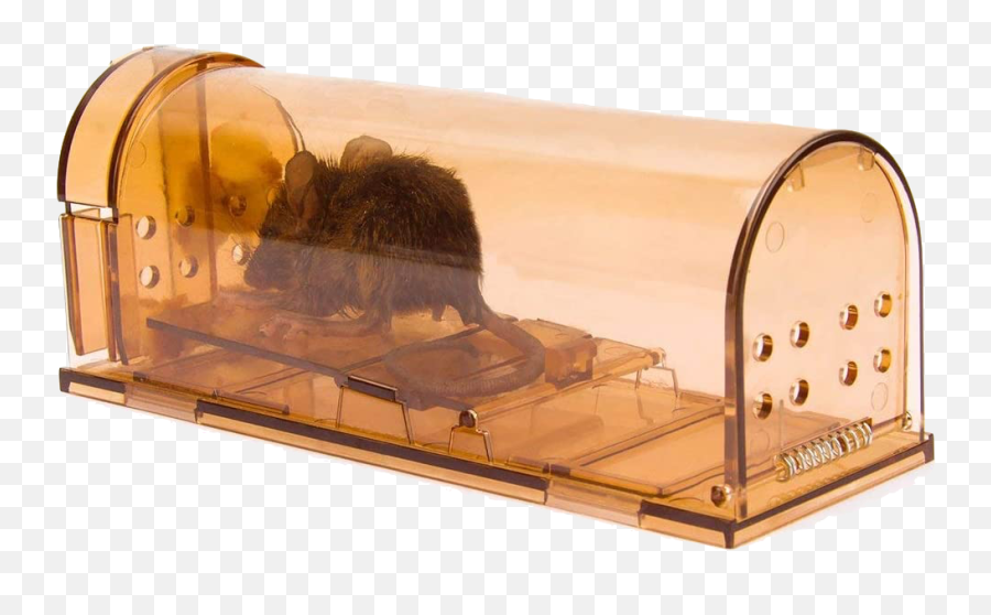 6 Ways To Get Rid Of Mice Without Killing Them U2014 Travis - Non Harmful Mouse Traps Png,Trap House Png