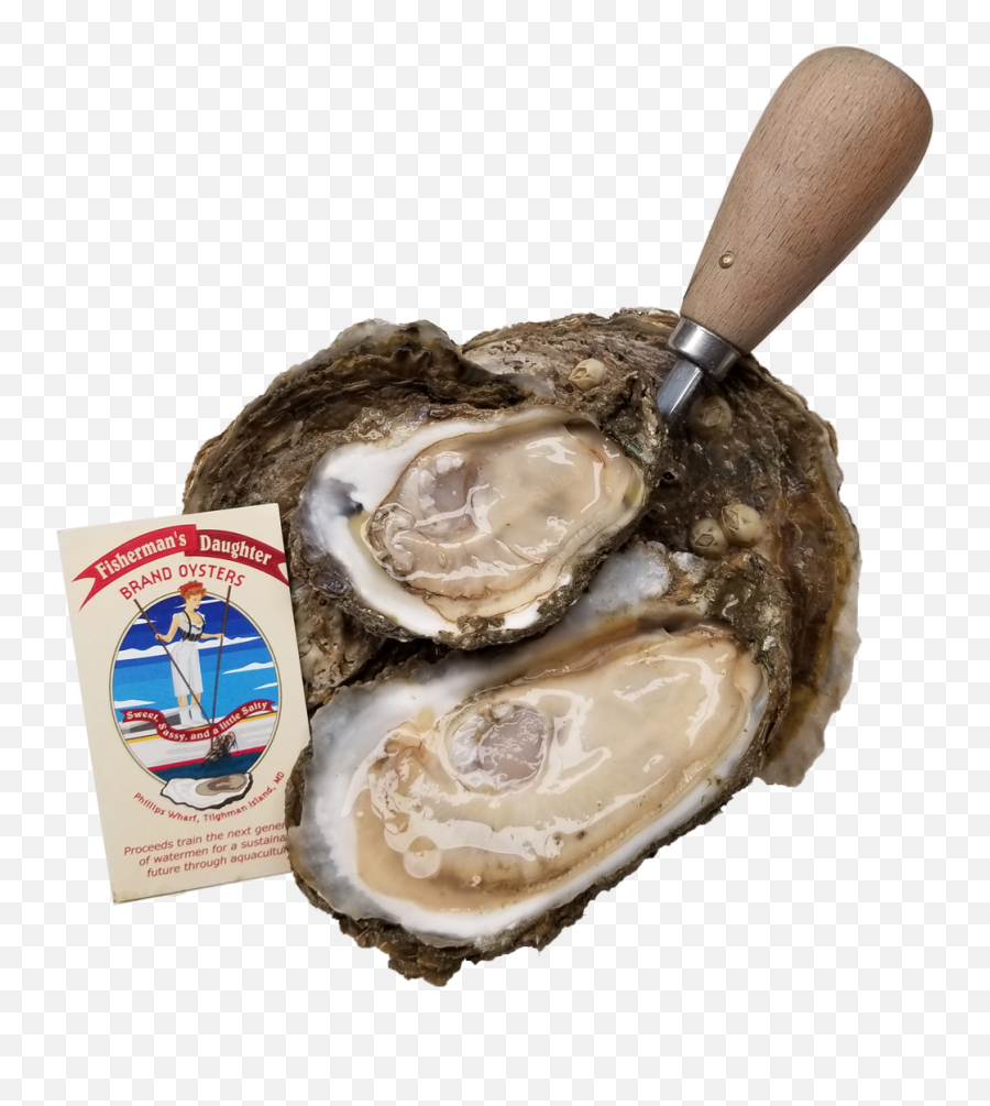 Fishermans Daughter Brand Oysters - Tiostrea Chilensis Png,Oysters Png