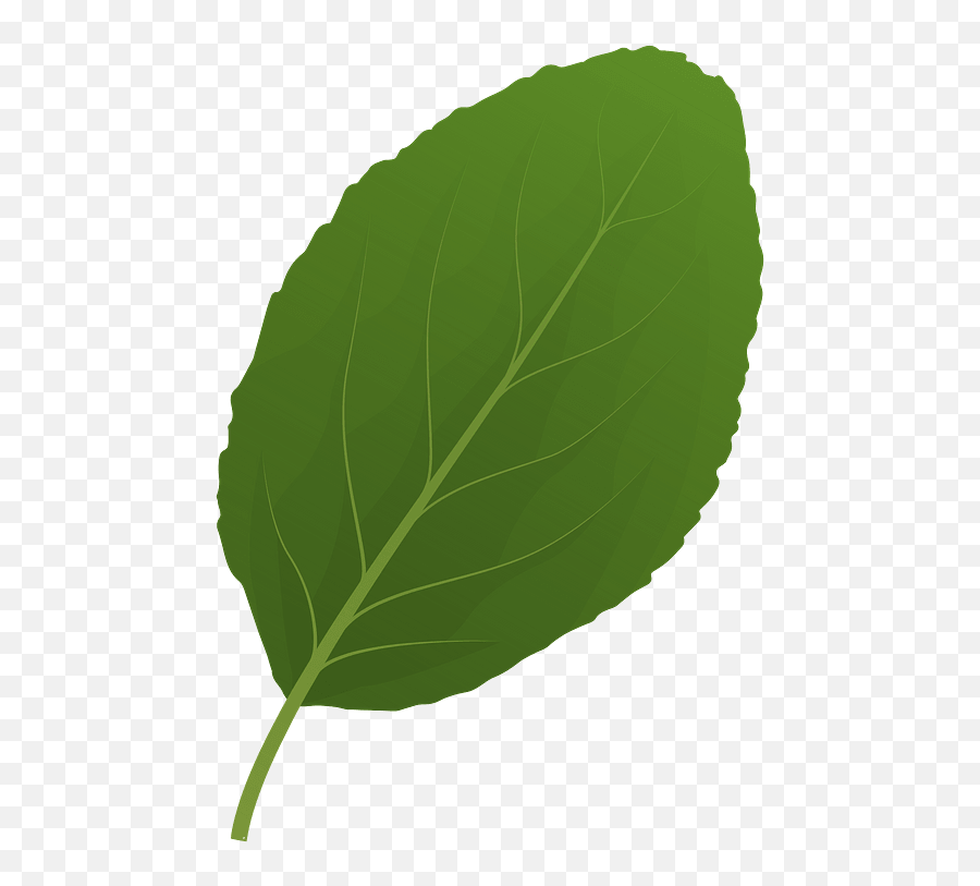 Plum Tree Spring Leaf Clipart Free Download Transparent - Buttonbush Png,Birch Tree Png