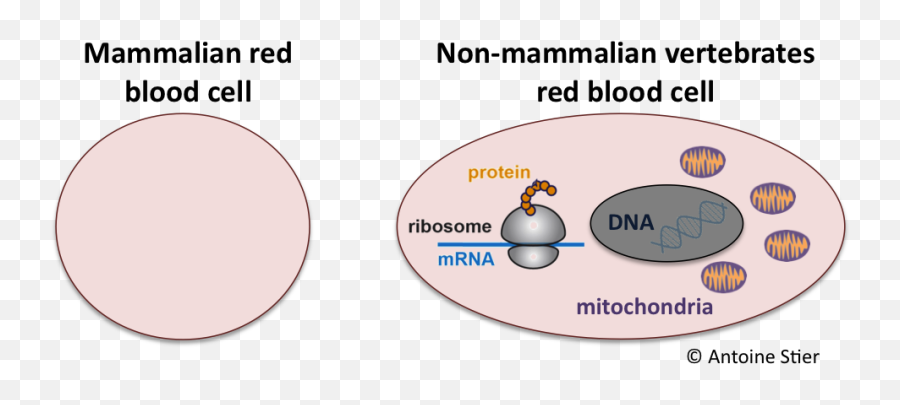 Penguins Tell Us About Mitochondria - Mammalian Red Blood Cells Diagram Png,Mitochondria Png