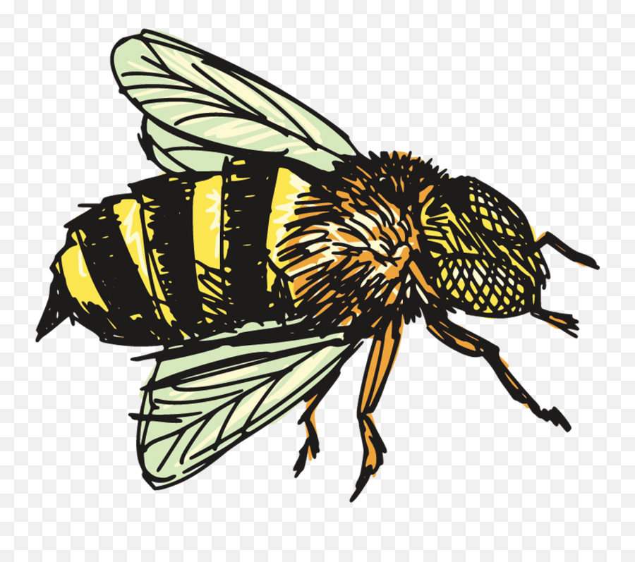 Honey Bee Drawing Png Free - Honey Bee Drawing Png,Honey Bee Png