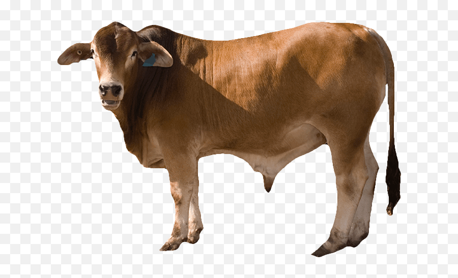 Beef Cattle Png 3 Image - Cow With Transparent Background,Cattle Png