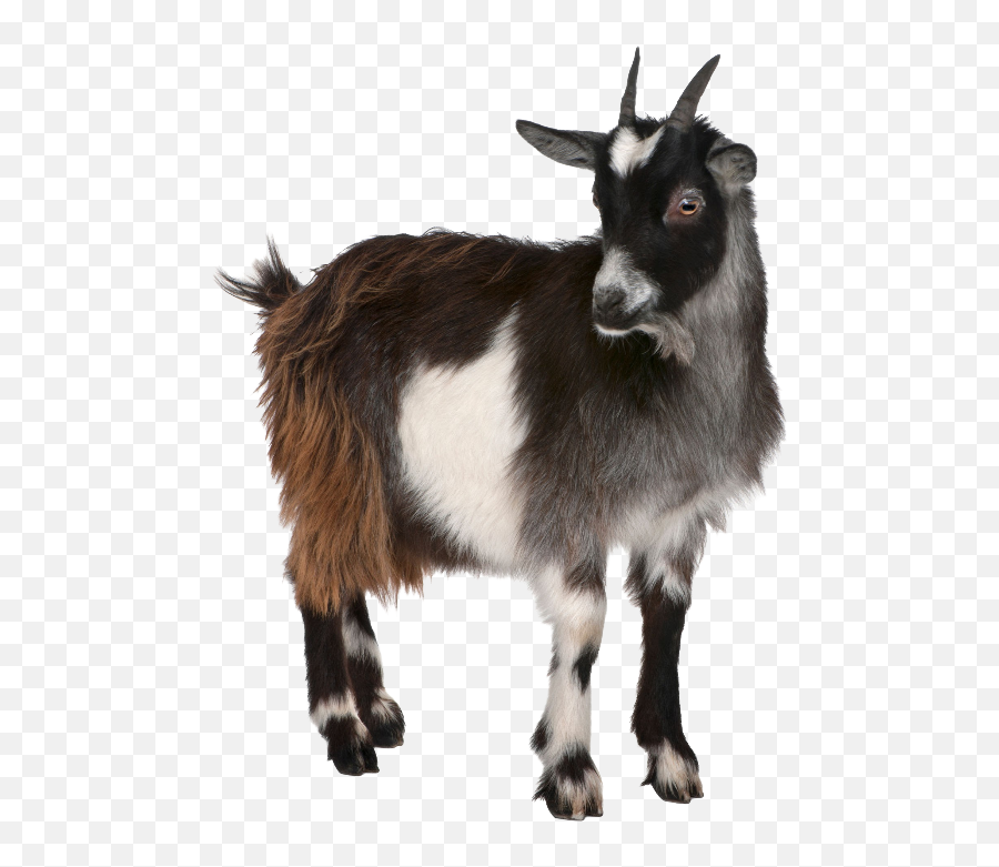 Goats - Scale Goat Png,Goat Horns Png
