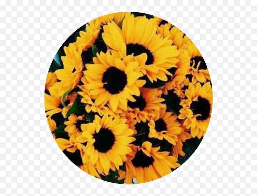 Icon Yellowicon Sunflower Sorry I Sticker By - Sunflowers Background Png,Sunflower Icon
