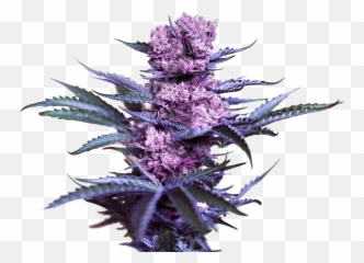 Kalini Asia - Zamnesia Seeds U2014 Steemit Kalini Asia Png,Weed Png