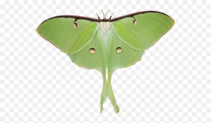 Biological Control Of Invasive Species - Luna Moth Png,Burning Bush Icon