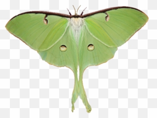 Biological Control Of Invasive Species - Luna Moth png
