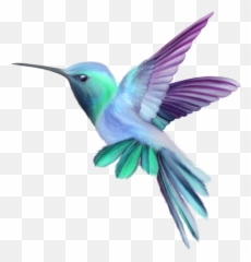 Hummingbird Art Png Transparent Image