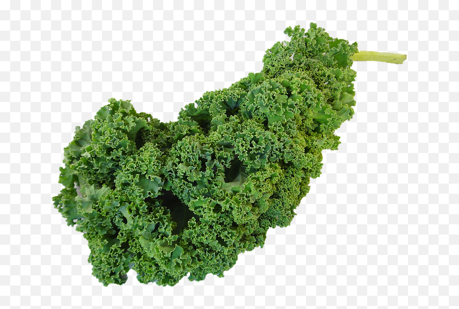 Kale Png Clipart - Kiel Vegetable,Kale Png